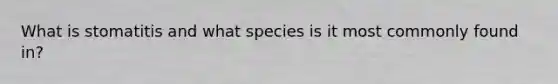 What is stomatitis and what species is it most commonly found in?