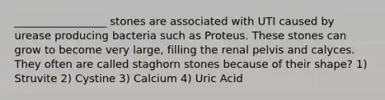 _________________ stones are associated with UTI caused by urease producing bacteria such as Proteus. These stones can grow to become very large, filling the renal pelvis and calyces. They often are called staghorn stones because of their shape? 1) Struvite 2) Cystine 3) Calcium 4) Uric Acid