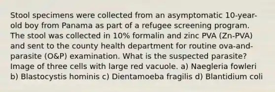 Stool specimens were collected from an asymptomatic 10-year-old boy from Panama as part of a refugee screening program. The stool was collected in 10% formalin and zinc PVA (Zn-PVA) and sent to the county health department for routine ova-and-parasite (O&P) examination. What is the suspected parasite? Image of three cells with large red vacuole. a) Naegleria fowleri b) Blastocystis hominis c) Dientamoeba fragilis d) Blantidium coli