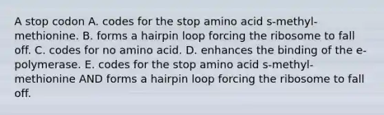 A stop codon A. codes for the stop amino acid s-methyl-methionine. B. forms a hairpin loop forcing the ribosome to fall off. C. codes for no amino acid. D. enhances the binding of the e-polymerase. E. codes for the stop amino acid s-methyl-methionine AND forms a hairpin loop forcing the ribosome to fall off.