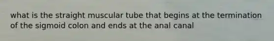 what is the straight muscular tube that begins at the termination of the sigmoid colon and ends at the anal canal