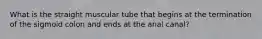 What is the straight muscular tube that begins at the termination of the sigmoid colon and ends at the anal canal?
