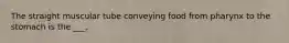The straight muscular tube conveying food from pharynx to the stomach is the ___.