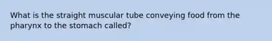 What is the straight muscular tube conveying food from the pharynx to the stomach called?