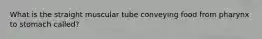 What is the straight muscular tube conveying food from pharynx to stomach called?