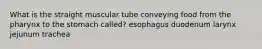 What is the straight muscular tube conveying food from the pharynx to the stomach called? esophagus duodenum larynx jejunum trachea