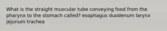 What is the straight muscular tube conveying food from the pharynx to the stomach called? esophagus duodenum larynx jejunum trachea