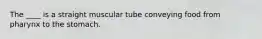 The ____ is a straight muscular tube conveying food from pharynx to the stomach.