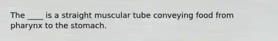 The ____ is a straight muscular tube conveying food from pharynx to the stomach.