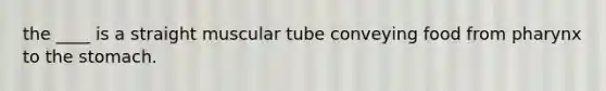 the ____ is a straight muscular tube conveying food from pharynx to the stomach.