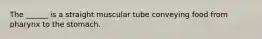 The ______ is a straight muscular tube conveying food from pharynx to the stomach.