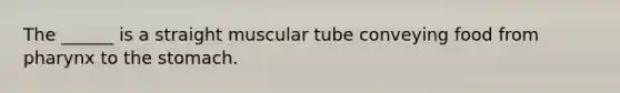 The ______ is a straight muscular tube conveying food from pharynx to the stomach.