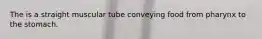 The is a straight muscular tube conveying food from pharynx to the stomach.