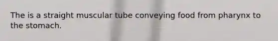 The is a straight muscular tube conveying food from pharynx to the stomach.