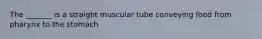 The _______ is a straight muscular tube conveying food from pharynx to the stomach