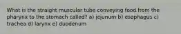 What is the straight muscular tube conveying food from the pharynx to the stomach called? a) jejunum b) esophagus c) trachea d) larynx e) duodenum