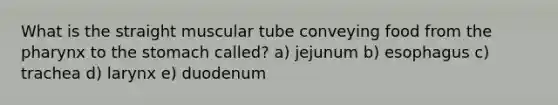 What is the straight muscular tube conveying food from the pharynx to the stomach called? a) jejunum b) esophagus c) trachea d) larynx e) duodenum