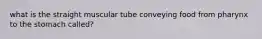 what is the straight muscular tube conveying food from pharynx to the stomach called?