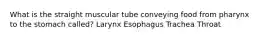 What is the straight muscular tube conveying food from pharynx to the stomach called? Larynx Esophagus Trachea Throat