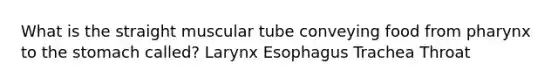 What is the straight muscular tube conveying food from pharynx to the stomach called? Larynx Esophagus Trachea Throat