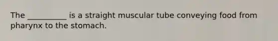 The __________ is a straight muscular tube conveying food from pharynx to the stomach.