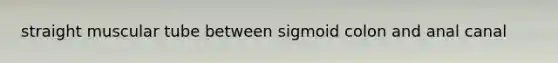 straight muscular tube between sigmoid colon and anal canal