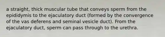 a straight, thick muscular tube that conveys sperm from the epididymis to the ejaculatory duct (formed by the convergence of the vas deferens and seminal vesicle duct). From the ejaculatory duct, sperm can pass through to the urethra.