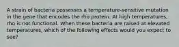 A strain of bacteria possesses a temperature-sensitive mutation in the gene that encodes the rho protein. At high temperatures, rho is not functional. When these bacteria are raised at elevated temperatures, which of the following effects would you expect to see?