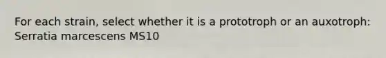 For each strain, select whether it is a prototroph or an auxotroph: Serratia marcescens MS10