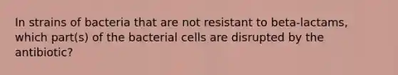 In strains of bacteria that are not resistant to beta-lactams, which part(s) of the bacterial cells are disrupted by the antibiotic?