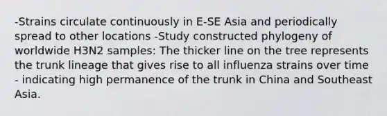 -Strains circulate continuously in E-SE Asia and periodically spread to other locations -Study constructed phylogeny of worldwide H3N2 samples: The thicker line on the tree represents the trunk lineage that gives rise to all influenza strains over time - indicating high permanence of the trunk in China and Southeast Asia.