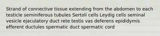 Strand of connective tissue extending from the abdomen to each testicle seminiferous tubules Sertoli cells Leydig cells seminal vesicle ejaculatory duct rete testis vas deferens epididymis efferent ductules spermatic duct spermatic cord