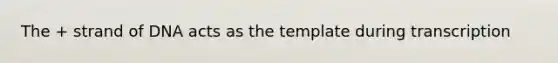 The + strand of DNA acts as the template during transcription