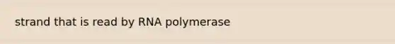 strand that is read by RNA polymerase