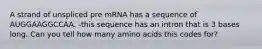 A strand of unspliced pre mRNA has a sequence of AUGGAAGGCCAA. -this sequence has an intron that is 3 bases long. Can you tell how many amino acids this codes for?