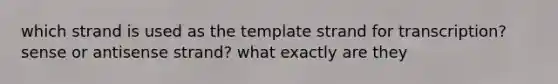 which strand is used as the template strand for transcription? sense or antisense strand? what exactly are they