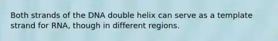 Both strands of the DNA double helix can serve as a template strand for RNA, though in different regions.