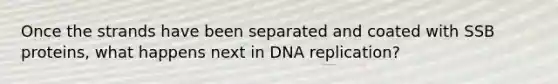 Once the strands have been separated and coated with SSB proteins, what happens next in DNA replication?