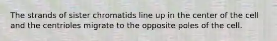 The strands of sister chromatids line up in the center of the cell and the centrioles migrate to the opposite poles of the cell.