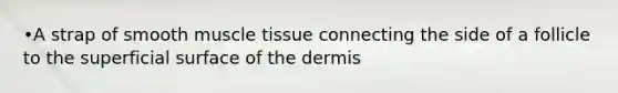 •A strap of smooth muscle tissue connecting the side of a follicle to the superficial surface of the dermis