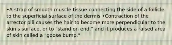 •A strap of smooth muscle tissue connecting the side of a follicle to the superficial surface of the dermis •Contraction of the arrector pili causes the hair to become more perpendicular to the skin's surface, or to "stand on end," and it produces a raised area of skin called a "goose bump."