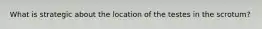 What is strategic about the location of the testes in the scrotum?