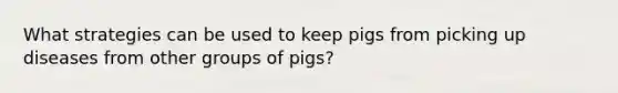 What strategies can be used to keep pigs from picking up diseases from other groups of pigs?