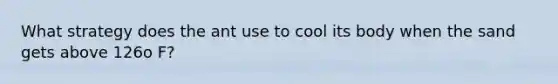 What strategy does the ant use to cool its body when the sand gets above 126o F?