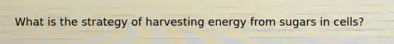What is the strategy of harvesting energy from sugars in cells?