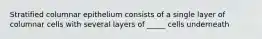 Stratified columnar epithelium consists of a single layer of columnar cells with several layers of _____ cells underneath