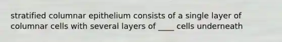 stratified columnar epithelium consists of a single layer of columnar cells with several layers of ____ cells underneath