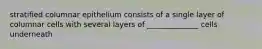 stratified columnar epithelium consists of a single layer of columnar cells with several layers of ______________ cells underneath