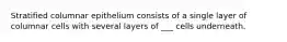 Stratified columnar epithelium consists of a single layer of columnar cells with several layers of ___ cells underneath.