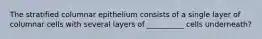 The stratified columnar epithelium consists of a single layer of columnar cells with several layers of __________ cells underneath?